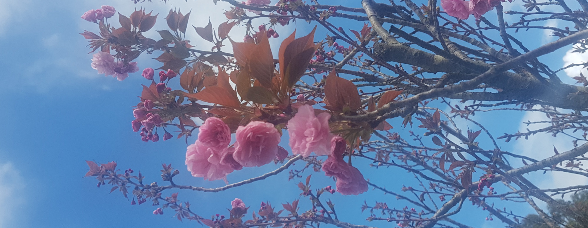 DOROTHY ANN GODDARD “DOT” “OMA” – David W Bull, Funeral Director